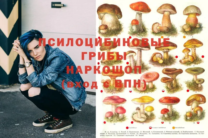 Галлюциногенные грибы Psilocybe  Алзамай 